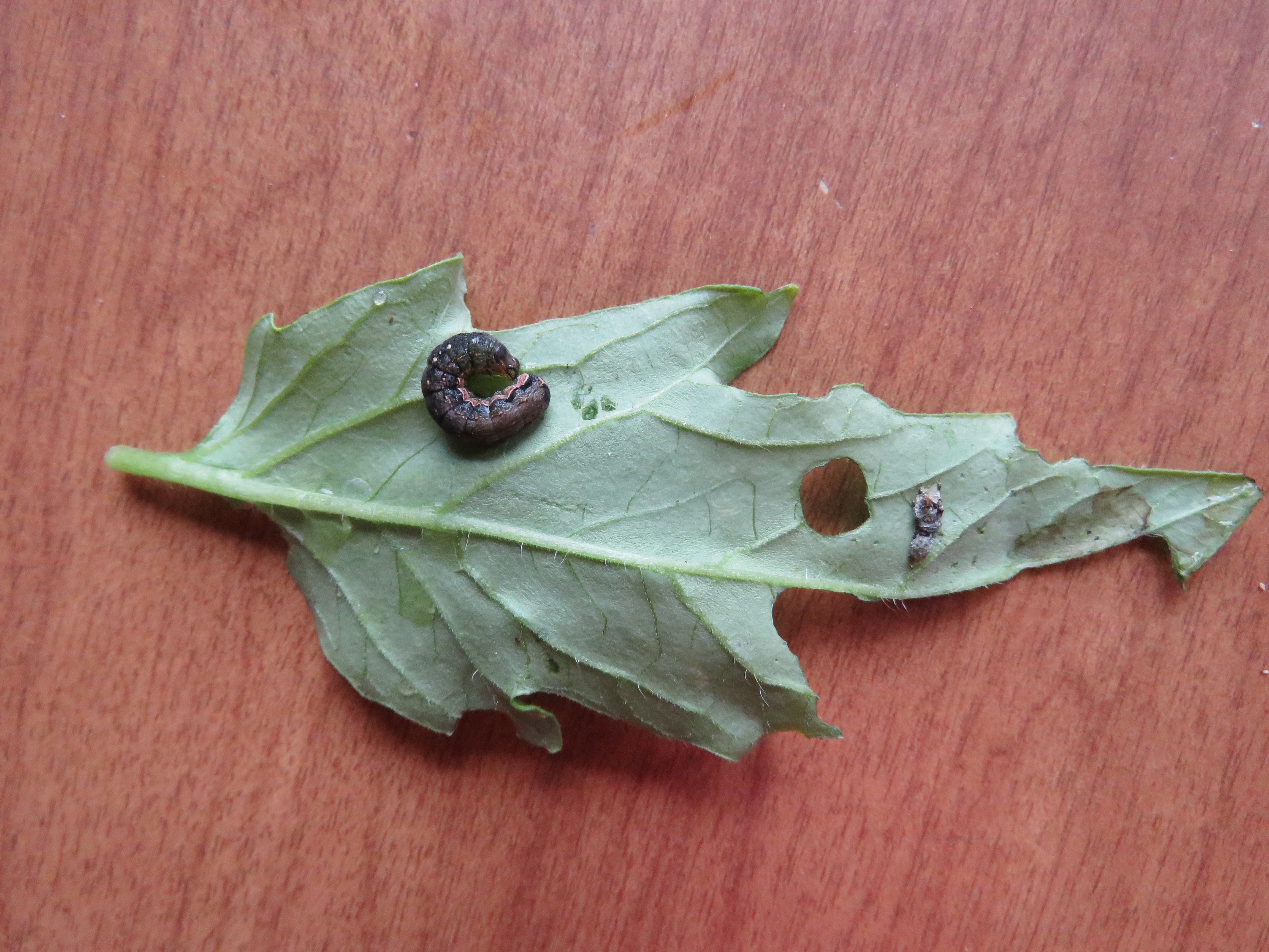 Tomato cutworm